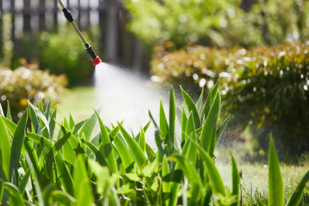 24/7 Emergency Ant Control experts in Black Rock, NM